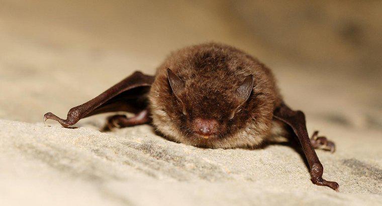 O que os morcegos comem?