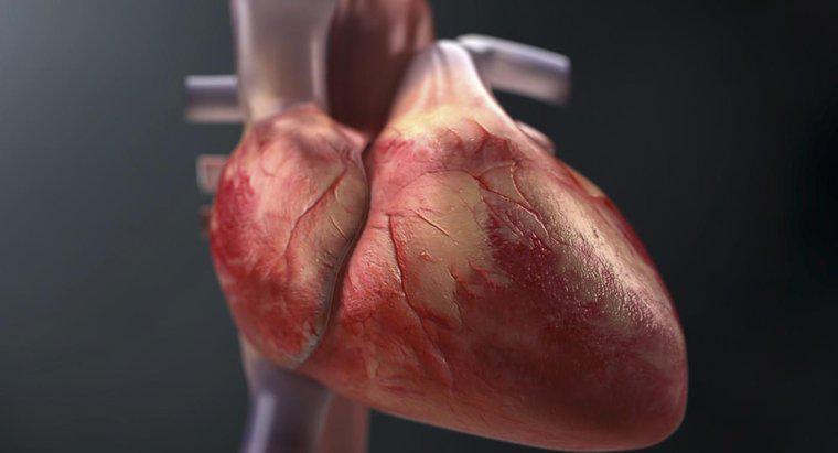 Como você rastreia o fluxo de sangue no coração?