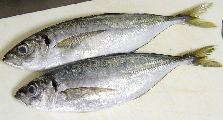 Como você pode se livrar do forte sabor de peixe nos peixes?