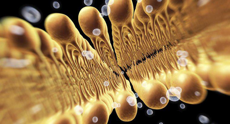 Ciência e Biologia: A Função de uma Membrana Celular