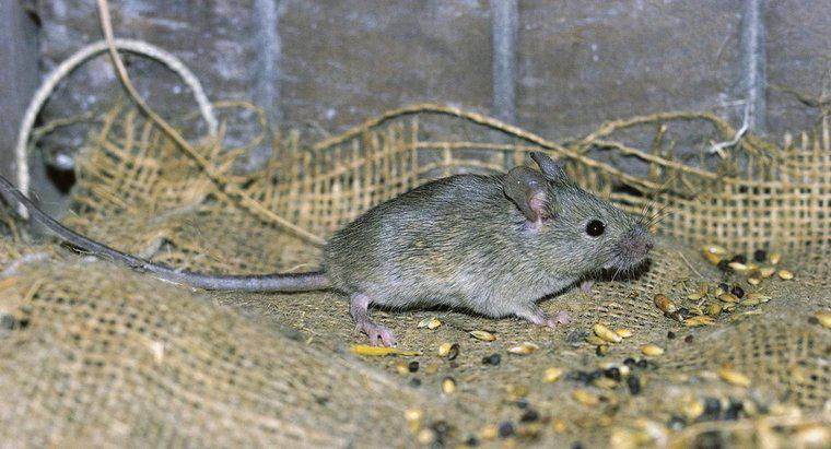 Como você encontra um rato morto em uma parede?