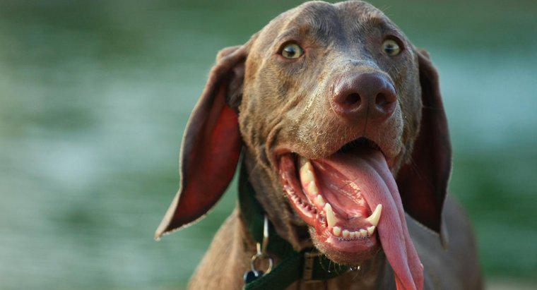 Por que um cachorro pendura a língua para fora?
