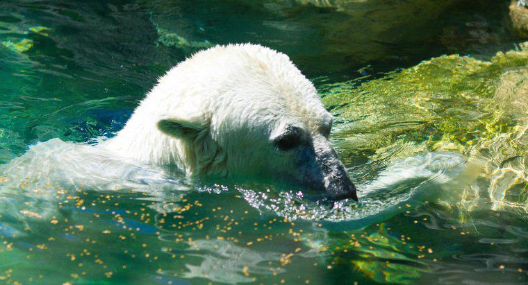 Os ursos polares vivem no Pólo Sul?