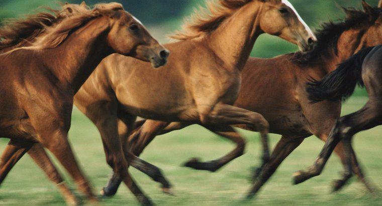 Quão rápido os cavalos podem correr?