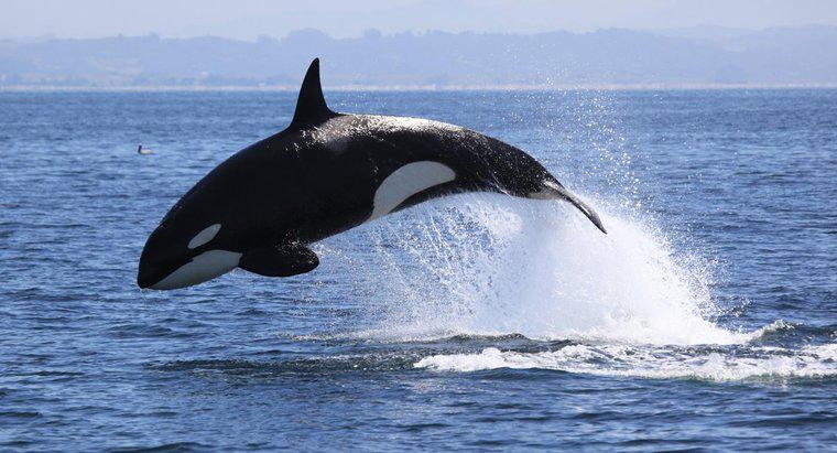 Como as baleias assassinas se protegem?