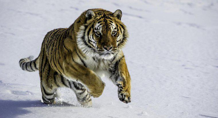 Quais são alguns fatos sobre os tigres siberianos?