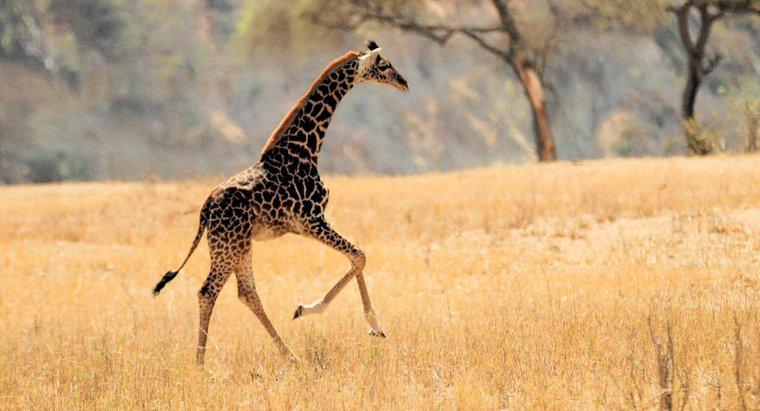 As girafas podem pular?