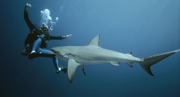 Como você luta contra um tubarão?