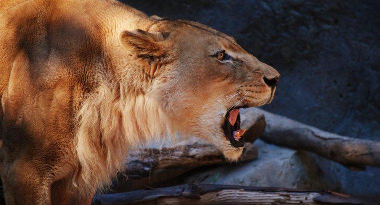 O que são adaptações do Lions?