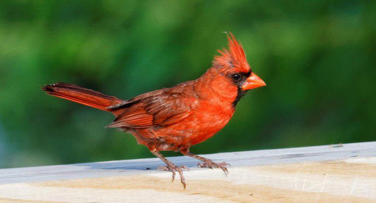 Qual é o significado espiritual do pássaro cardeal vermelho?