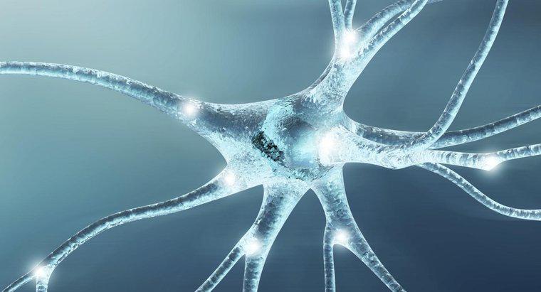 Qual é a função das células nervosas?