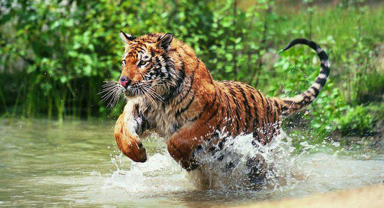 Os tigres vivem na selva?