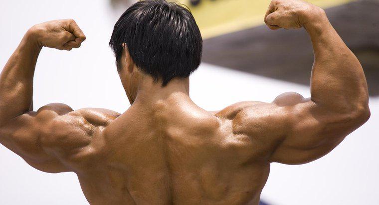 Por que o sistema muscular é tão importante?