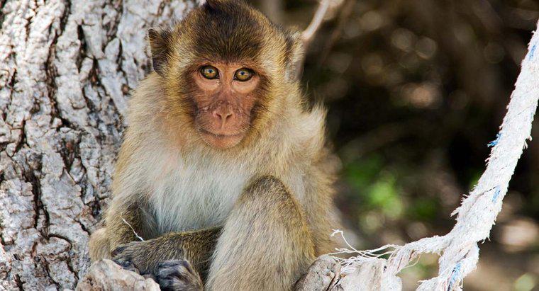 O que é a descrição física de um macaco?