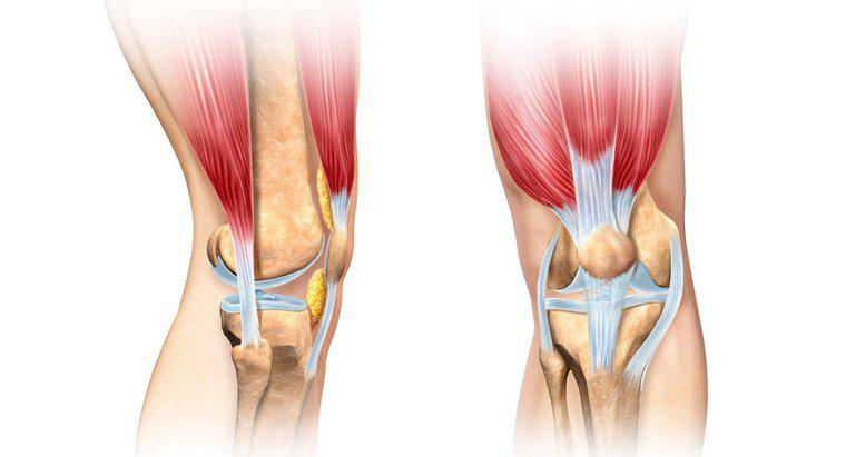 Qual músculo dobra o joelho?