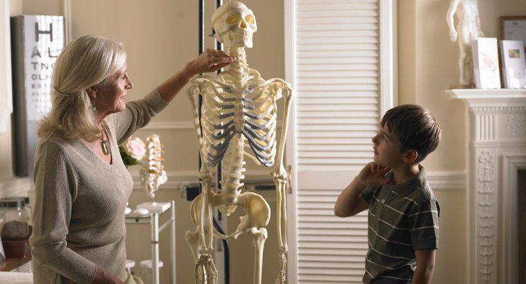 Quais são os quatro tipos de ossos do corpo humano?