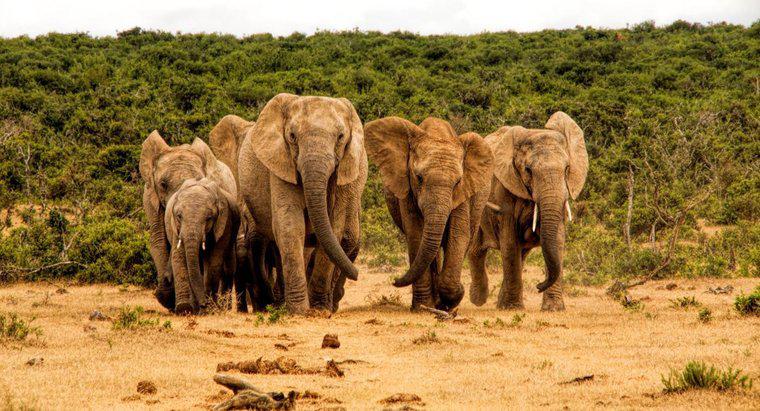Como é chamada uma manada de elefantes?