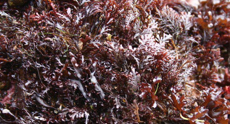 Quais são os benefícios do Sea Moss?