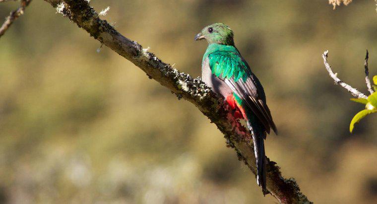 O que é o pássaro nacional da Guatemala?