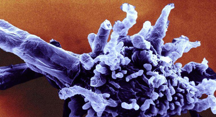 Qual é a classificação científica da ameba?
