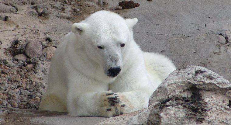 Quantos ursos polares sobram no mundo?
