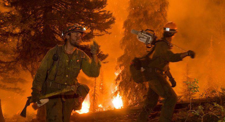 Como os incêndios florestais afetam o meio ambiente?