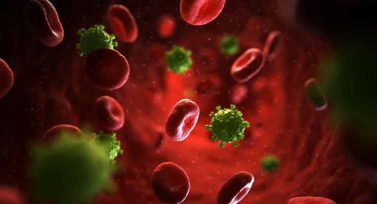 O que é uma erupção cutânea maculopapular de HIV?