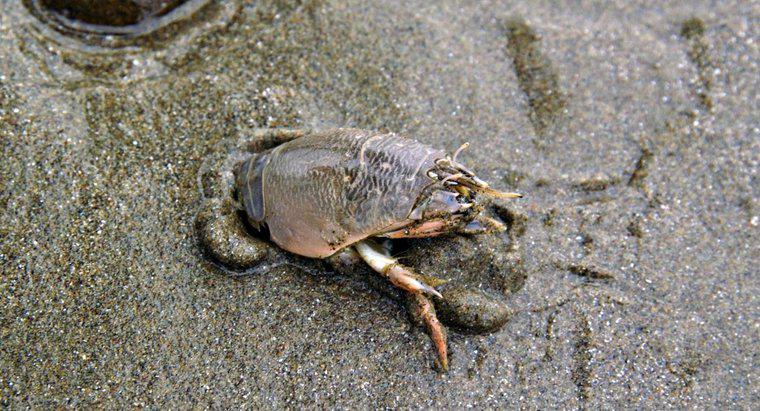 Os caranguejos de areia são comestíveis?