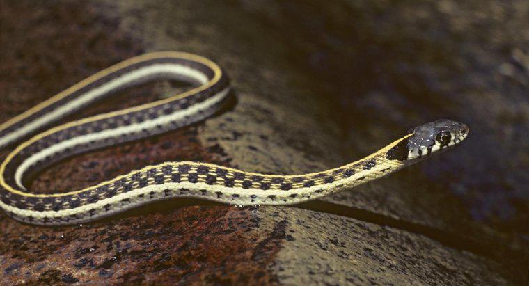 Como você identifica as cobras de jarreteira do Missouri?