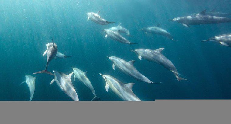 Quanto tempo os golfinhos podem permanecer debaixo d'água?