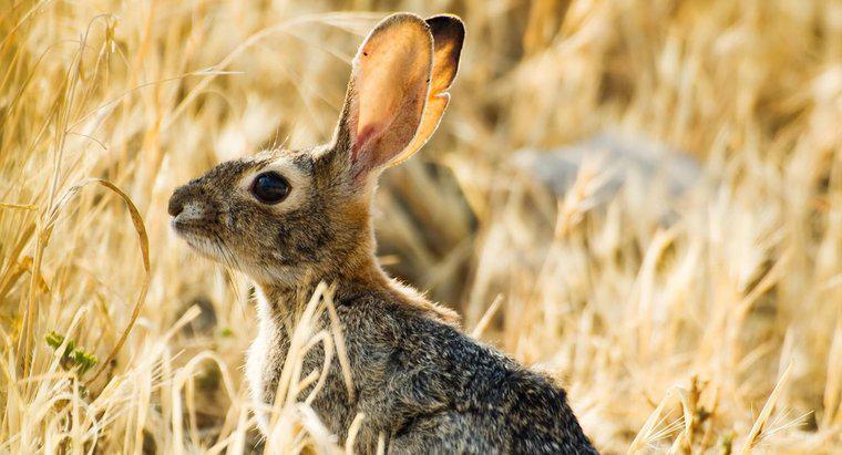 Até onde pode ouvir a orelha de um coelho?