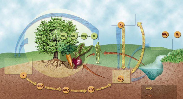 Quais são as etapas do ciclo do nitrogênio?