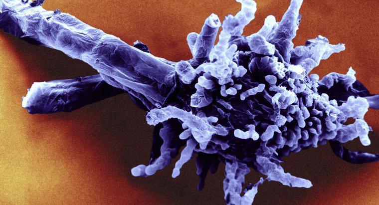 Qual é o nome científico da ameba?