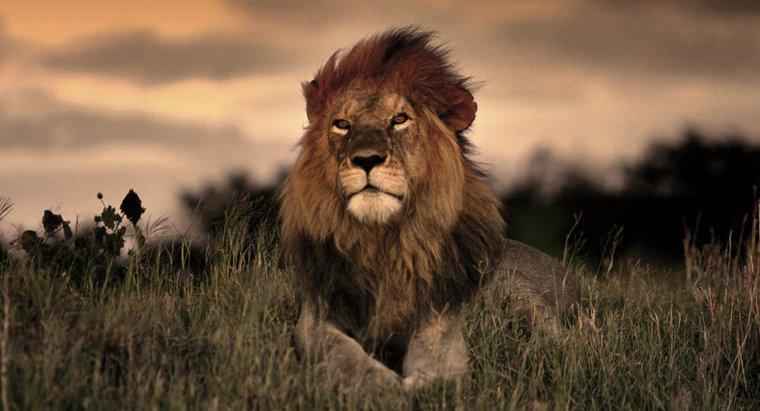 Por quanto tempo os leões vivem na natureza?