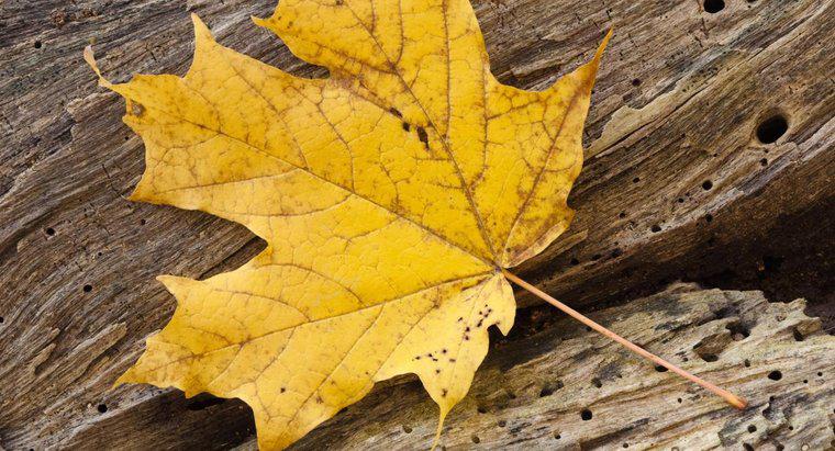 O que é o tecido fotossintético de uma folha?