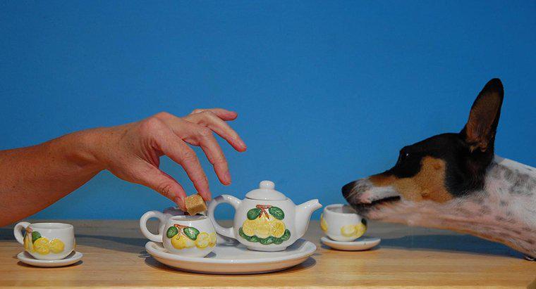 O chá é venenoso para cães?