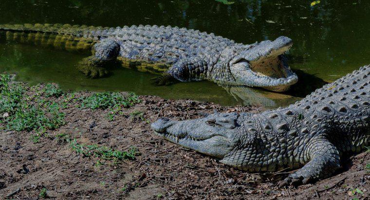 Quais são as diferentes espécies de crocodilos?