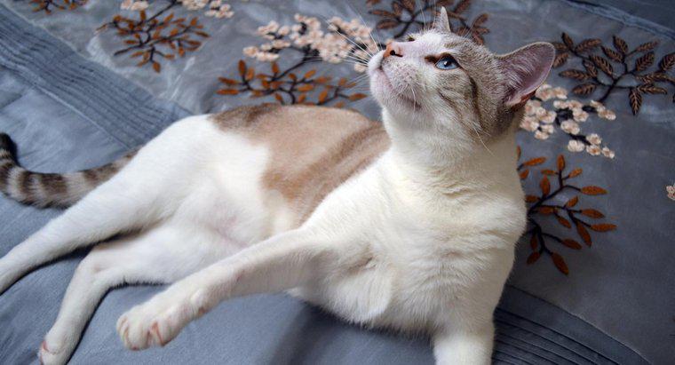 Os Siamese Mix Cats são bons animais de estimação?