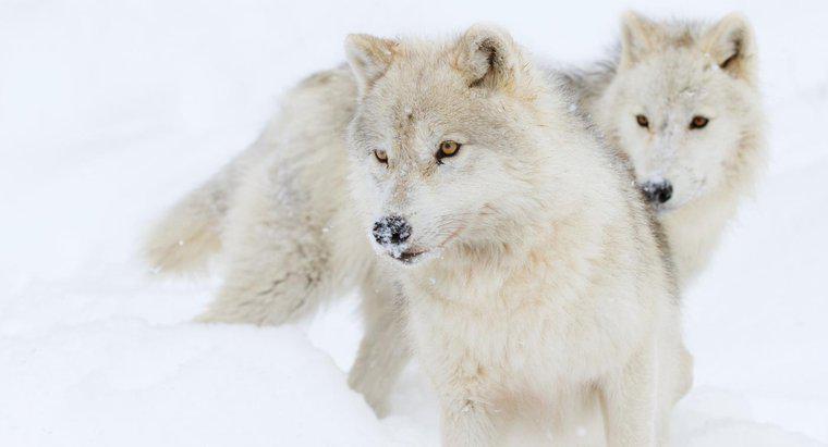 O que os lobos do Ártico comem?