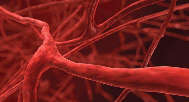 Qual é o menor vaso sanguíneo do corpo?