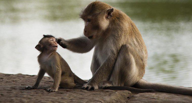 Qual é a classificação científica de um macaco?