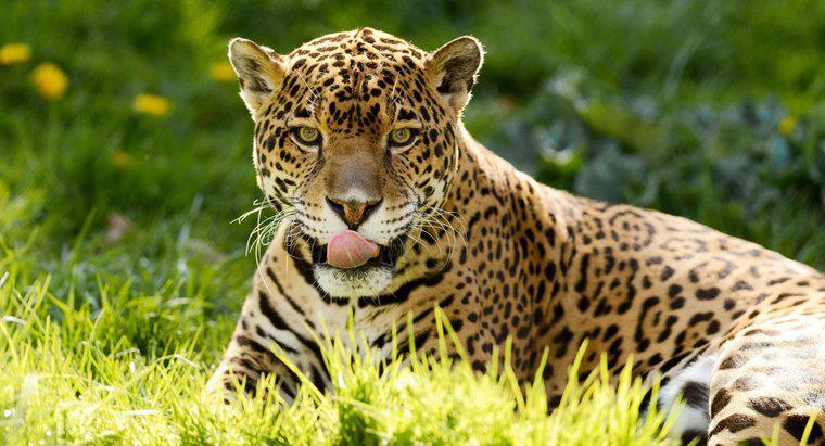 O que os jaguares comem?