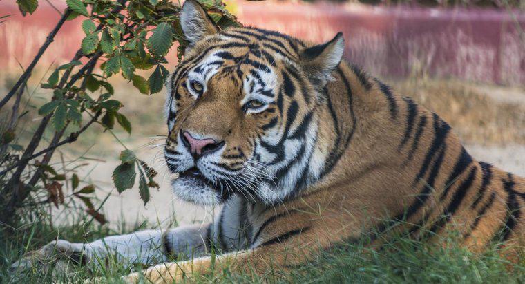 Quais são as vantagens e desvantagens dos tigres?