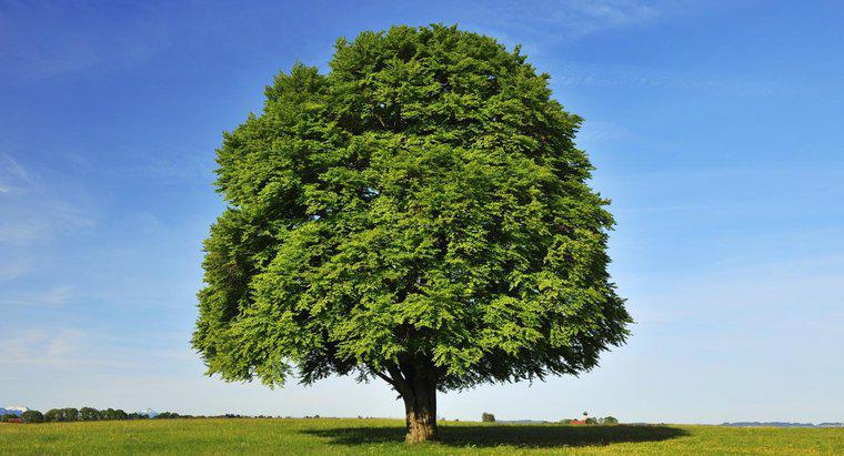 Quais são os princípios básicos da identificação da árvore de faia?