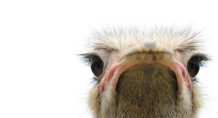 Os olhos de qual pássaro são maiores que seu cérebro?
