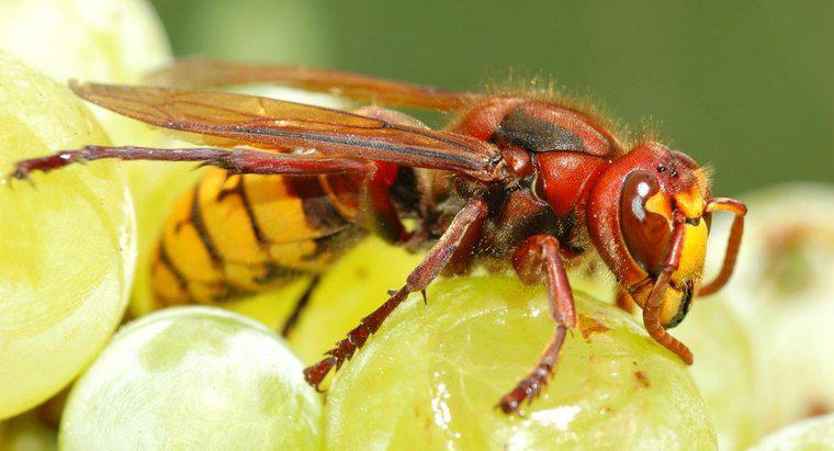 Quais produtos domésticos matam as vespas?