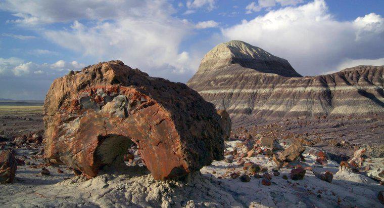 Como se formam os fósseis petrificados?