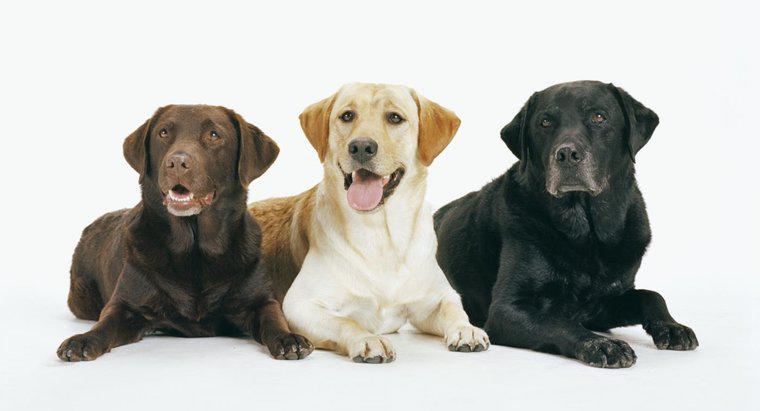 Quais são os diferentes tipos de Labrador Retrievers?