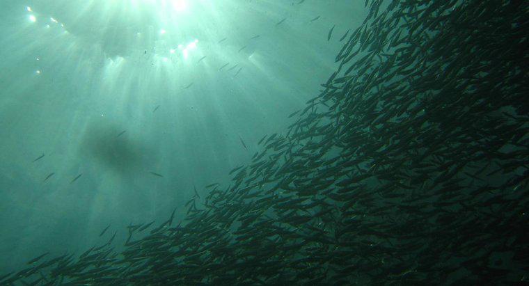 Qual é a diferença entre anchovas e sardinhas?