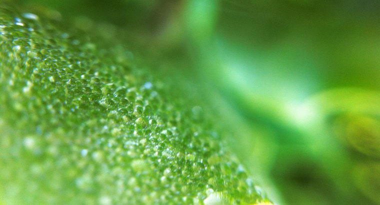O que o cloroplasto faz em uma célula vegetal?